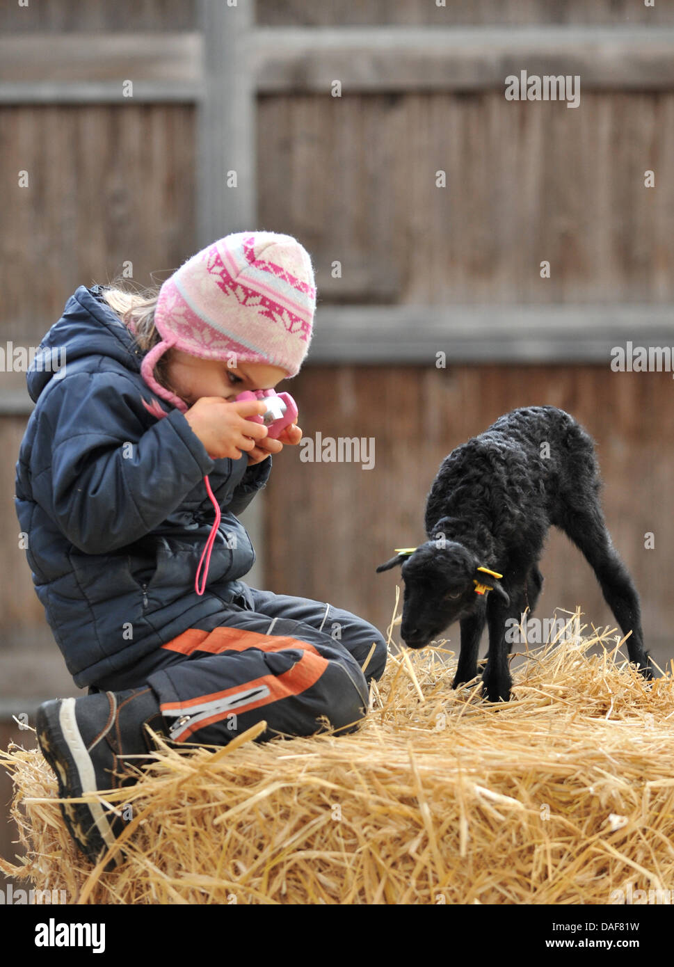 In nature preserve Lueneburger Heider, i quattro anni di Hanna Koch fotografie a 2,500 grammo pesanti Heidschnucke neonato agnello nel vicino Deimern, Germania, 12 febbraio 2011. Nei prossimi due o tre settimane circa 120 agnelli al giorno sono attesi per essere nato in totale circa duemila gli agnelli sono attesi. Foto: Philip Schulze Foto Stock