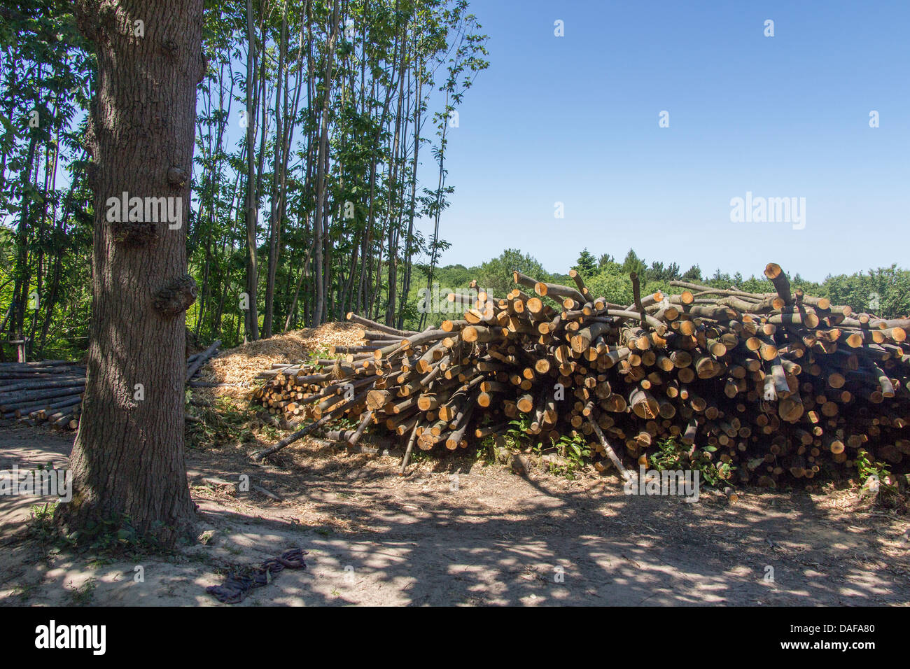 Pila di recente il taglio di legname Foto Stock