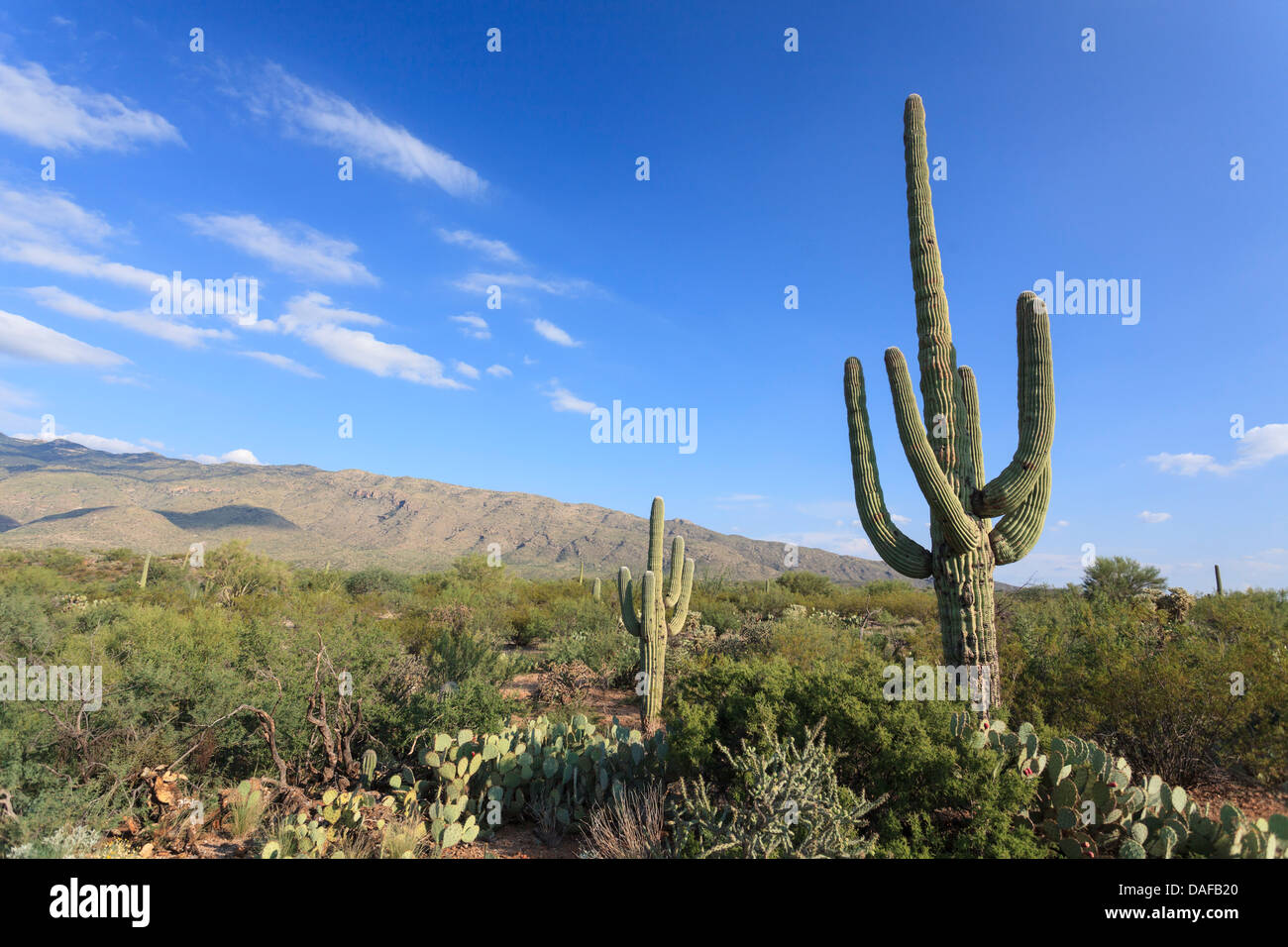 Stati Uniti d'America, Arizona, Tucson, Parco nazionale del Saguaro Foto Stock