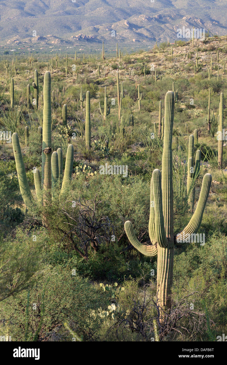 Stati Uniti d'America, Arizona, Tucson, Parco nazionale del Saguaro Foto Stock