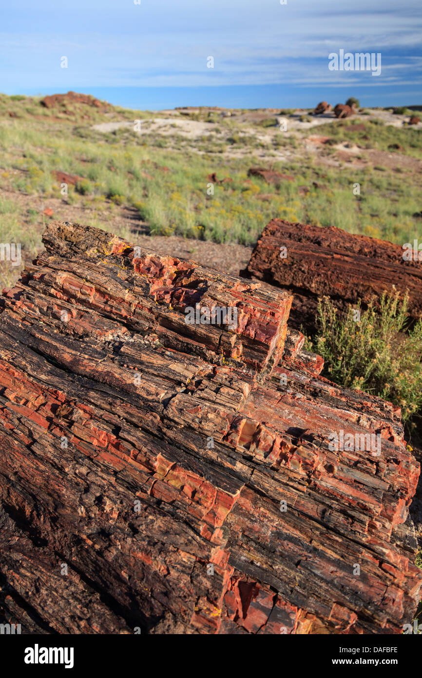 Stati Uniti d'America, Arizona, Holbrook, Parco Nazionale della Foresta Pietrificata, legno pietrificato sui registri gigante Trail Foto Stock