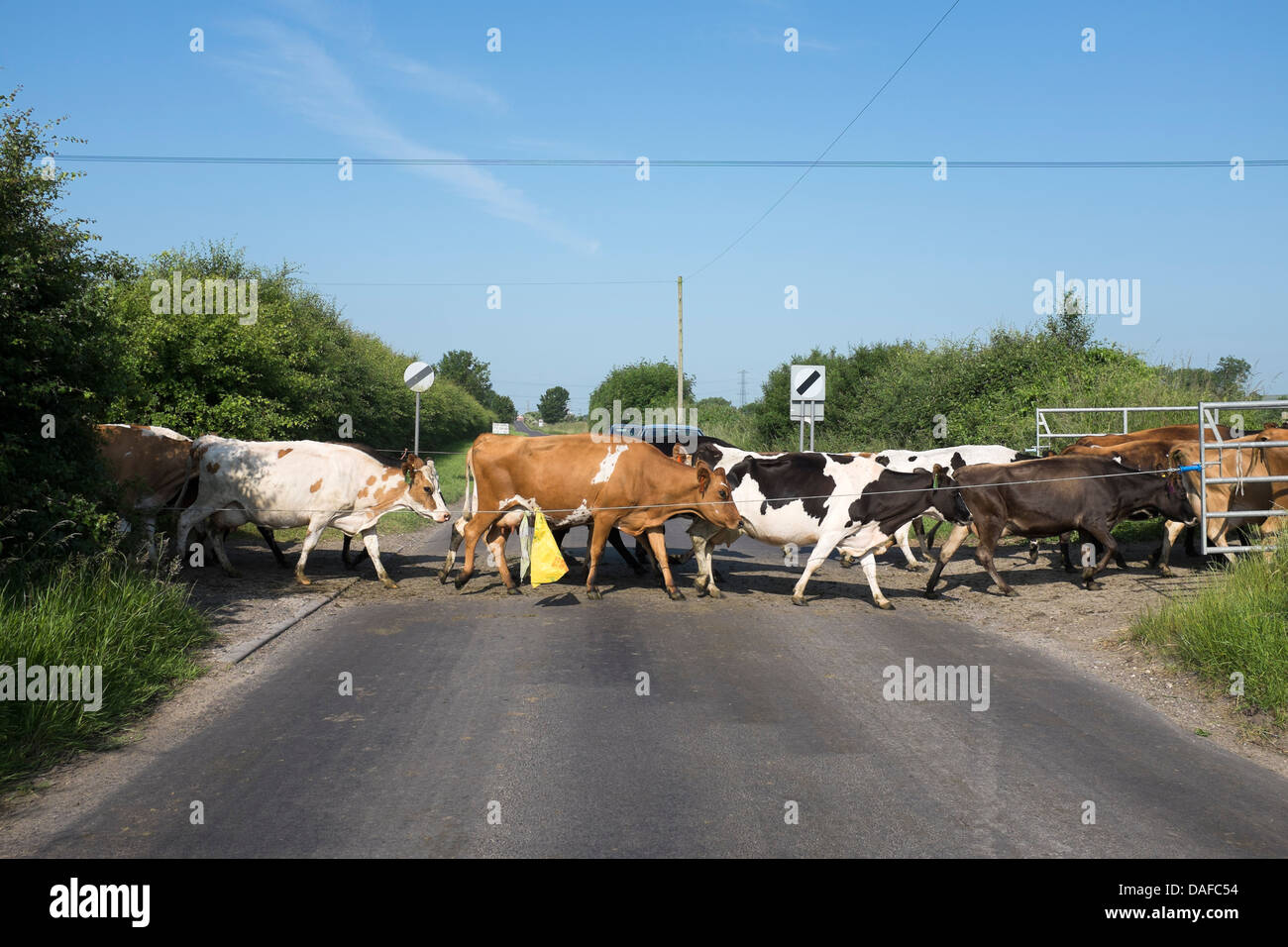 Bovini Paese di attraversamento strada Foto Stock