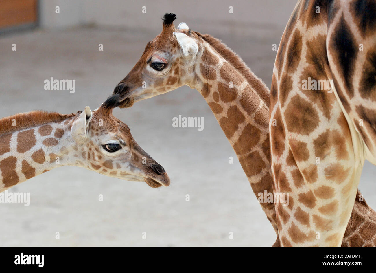 La giraffa vitelli Karl (R) e Luca (L) coccola al Opelzoo in Kronberg, Germania, 22 febbraio 2011. I due vitelli e un altro erano tutti i 'made' da giraffa bull 'Gregor' che è stata costantemente fornendo prole. Foto: Boris Roessler Foto Stock