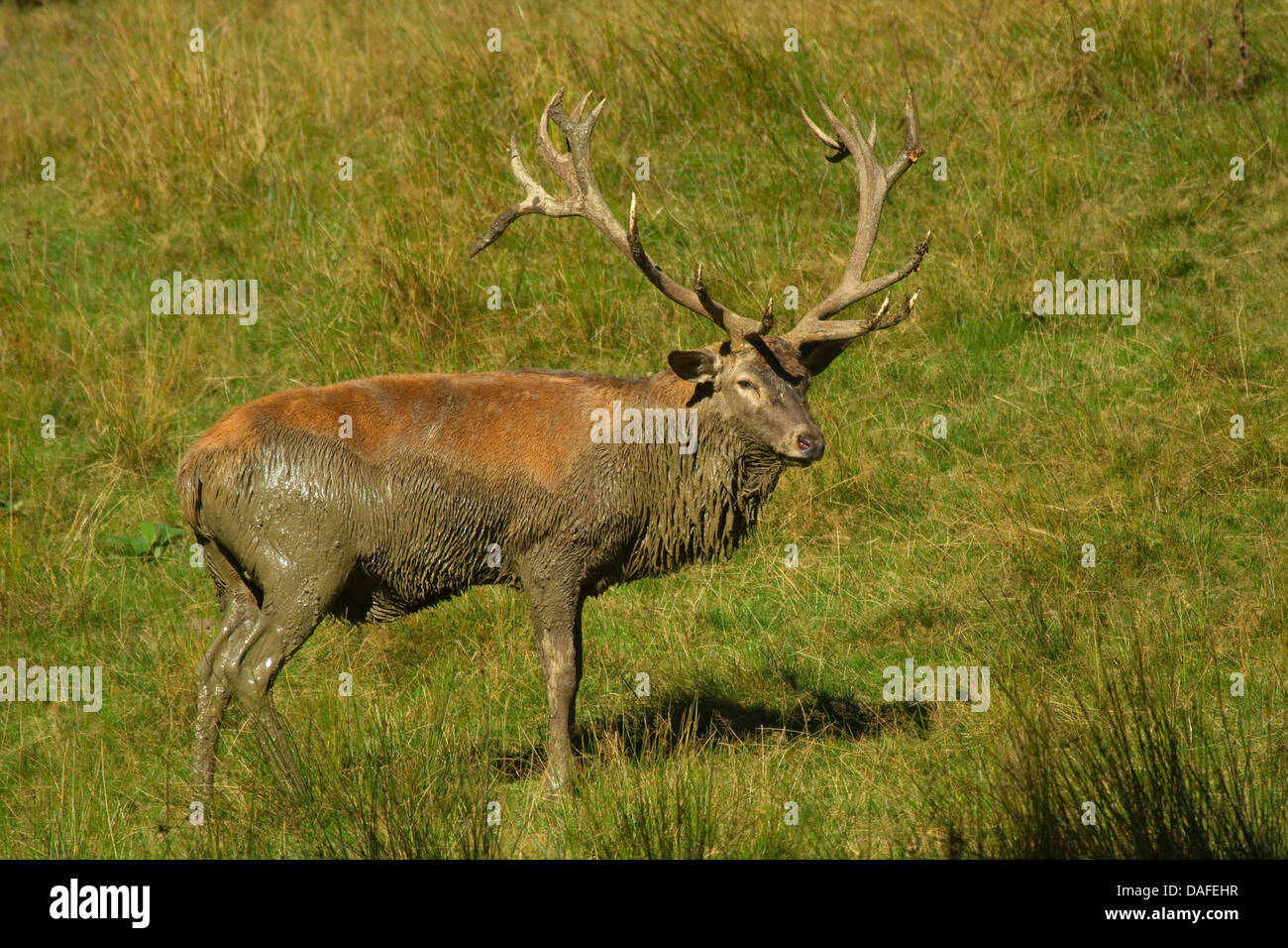 Il cervo (Cervus elaphus), maschio dominante comming fuori del sguazzi, Germania Foto Stock