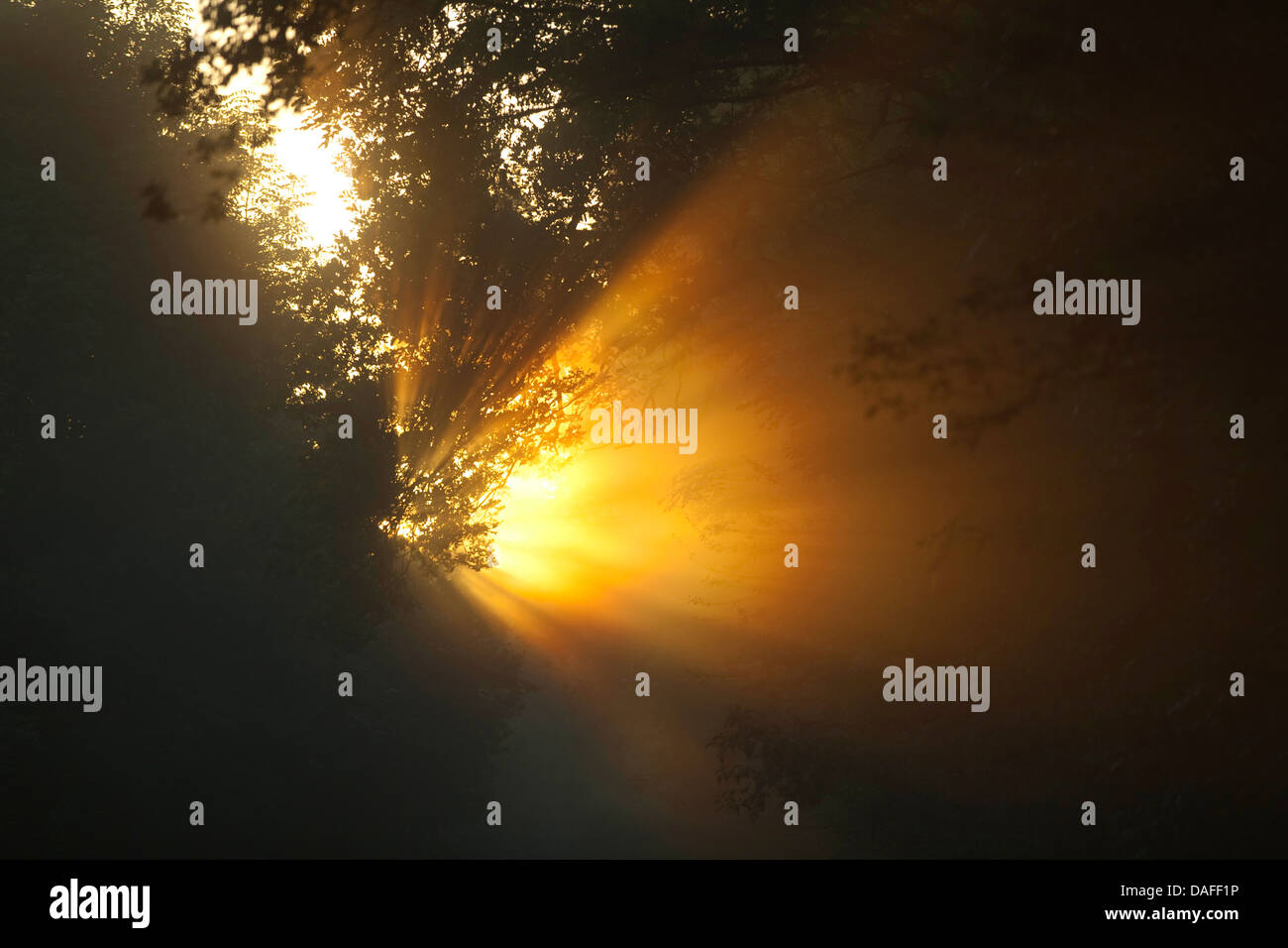 Sunrise in una foresta, Germania Foto Stock