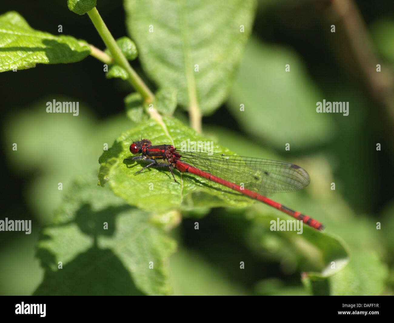 Grande Rosso / Damselfly Pyrrhosoma nymphula / Frühe Adonislibelle, Frühe Adonisjungfer Foto Stock