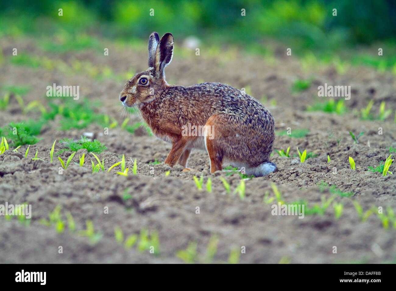 Lepre europea, Marrone lepre (Lepus europaeus), seduti su terreni agricoli seminate, Germania Foto Stock