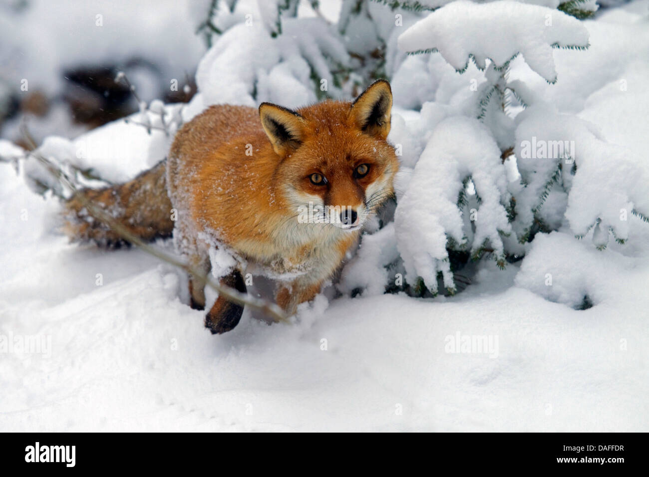 Red Fox (Vulpes vulpes vulpes), nella neve, Germania Foto Stock