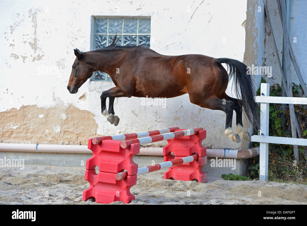 Arabian Thorougbred, riproduttori di razza di cavalli arabi (Equus przewalskii f. caballus), il Polacco Arabian Thorougbred saltando un ostacolo, in Germania, in Baviera Foto Stock