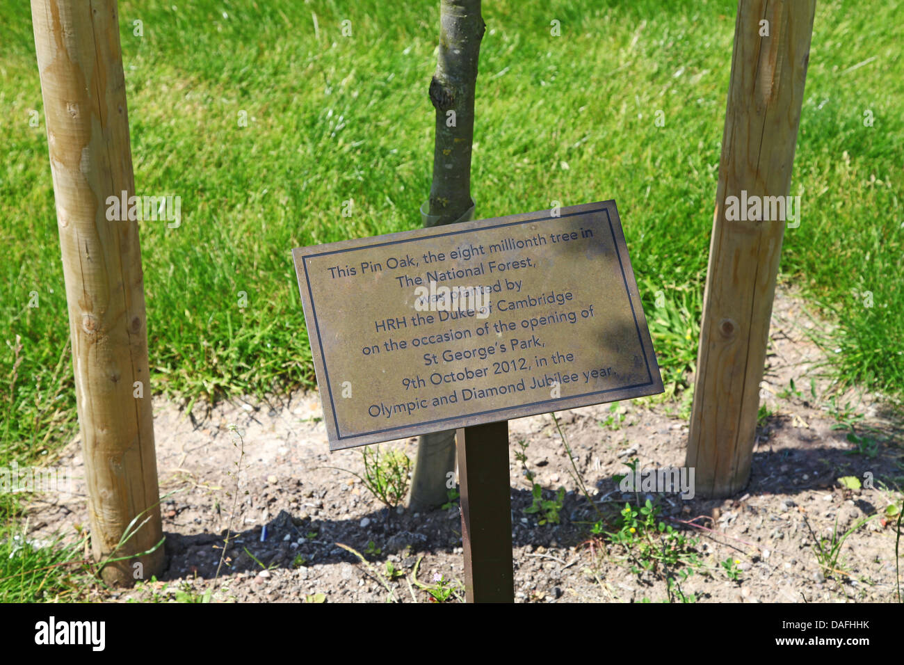 Una lapide commemorativa di un perno della Quercia, 8 milionesimo albero piantato nella foresta nazionale di St George's Park Burton Staffordshire Foto Stock