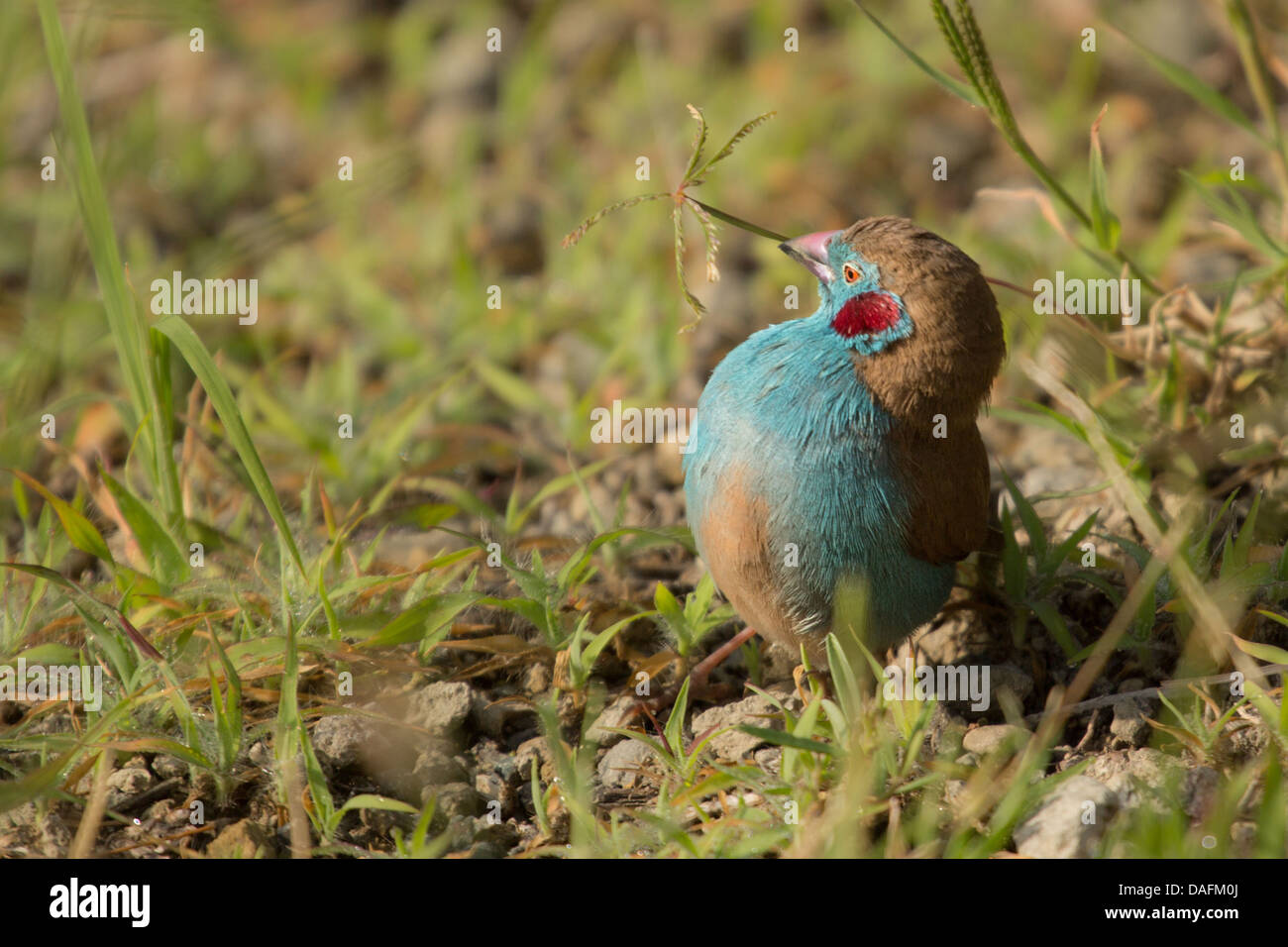 Rosso-cheeked cordon-bleu (Uraeginthus bengalus) in Langano, Etiopia Foto Stock