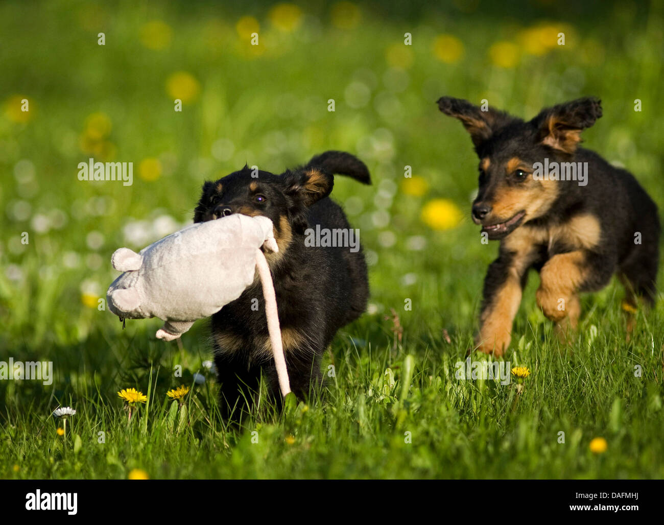 Razza cane (Canis lupus f. familiaris), due whelps lottano per un giocattolo di ratto, mix di cane di razza di Old German Sheepdog e bassotto, Germania Foto Stock