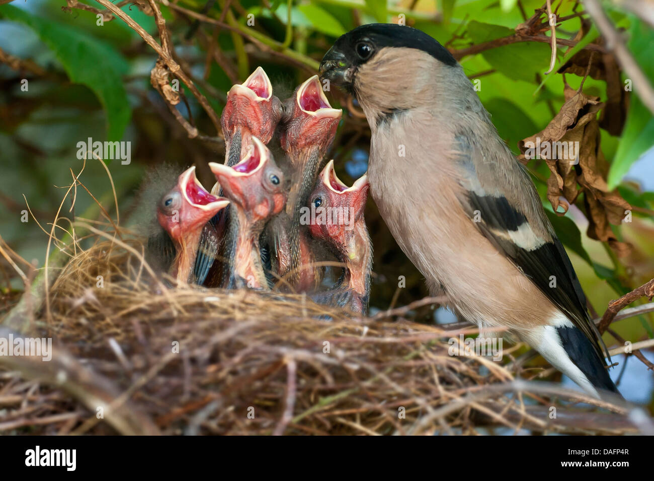 , Bullfinch ciuffolotto, bullfinch settentrionale (Pyrrhula pyrrhula), femmina alimentazione di pulcini, in Germania, in Renania settentrionale-Vestfalia Foto Stock