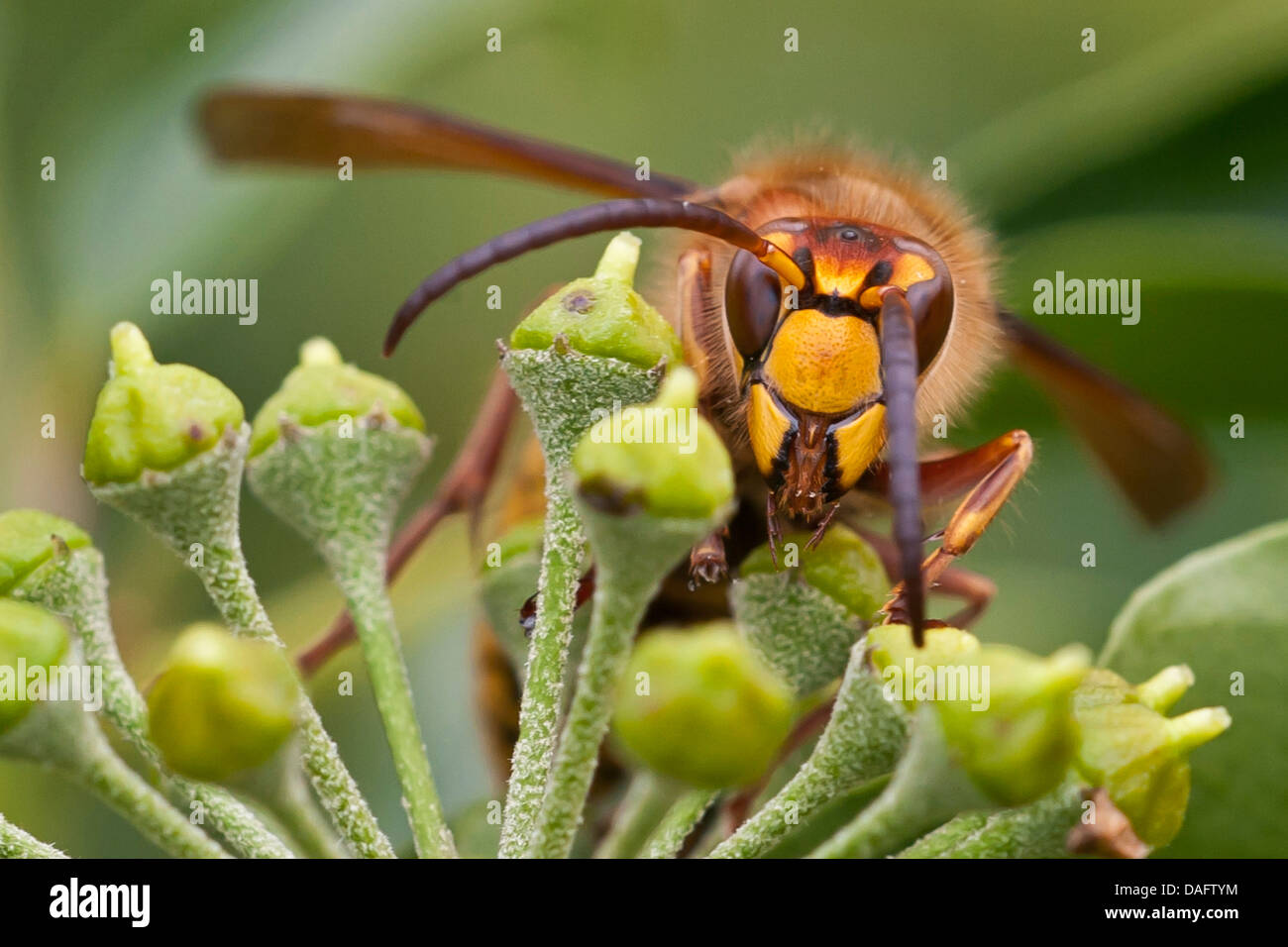 Hornet, marrone hornet, Europeo hornet (Vespa crabro), su un ombrella di edera, in Germania, in Renania settentrionale-Vestfalia Foto Stock