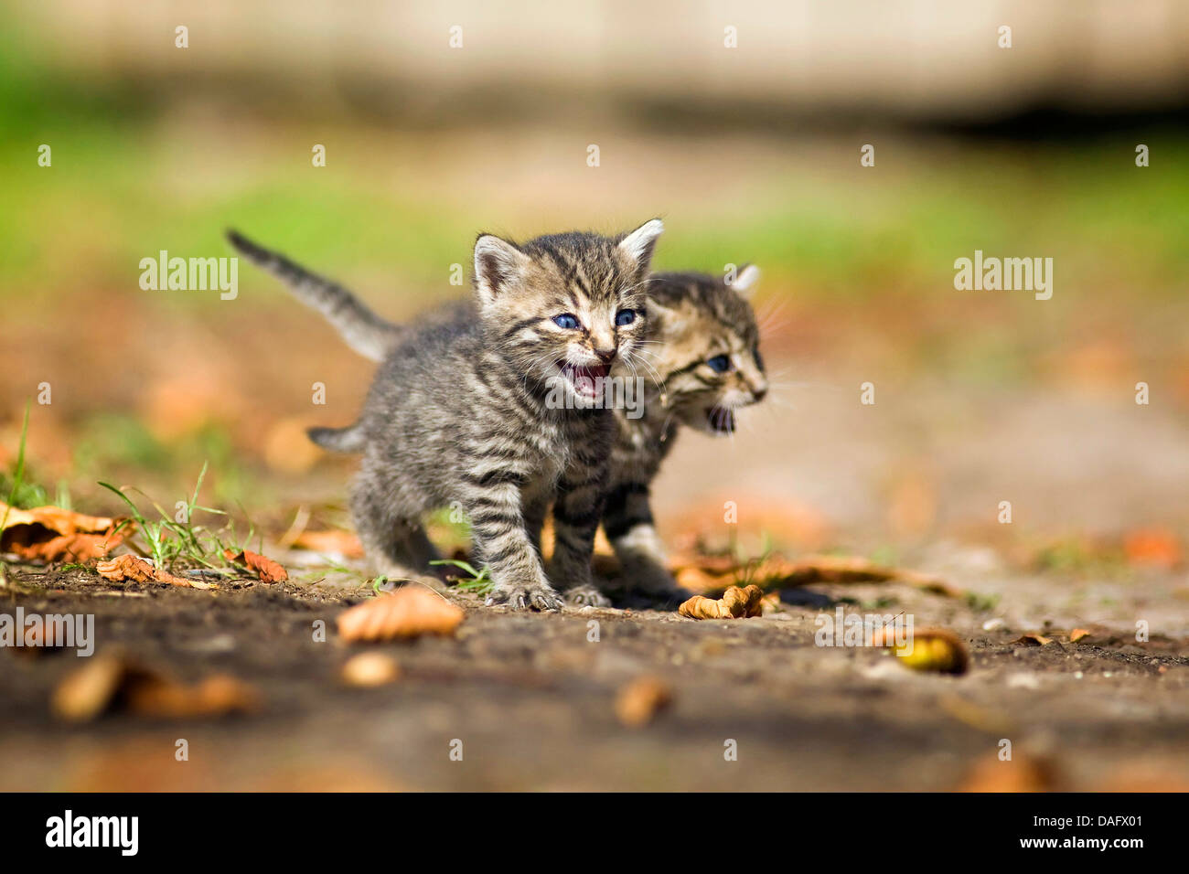 Il gatto domestico, il gatto di casa (Felis silvestris f. catus), due strisce di colore marrone, tre settimane vecchio cucciolo a piedi, Germania Foto Stock