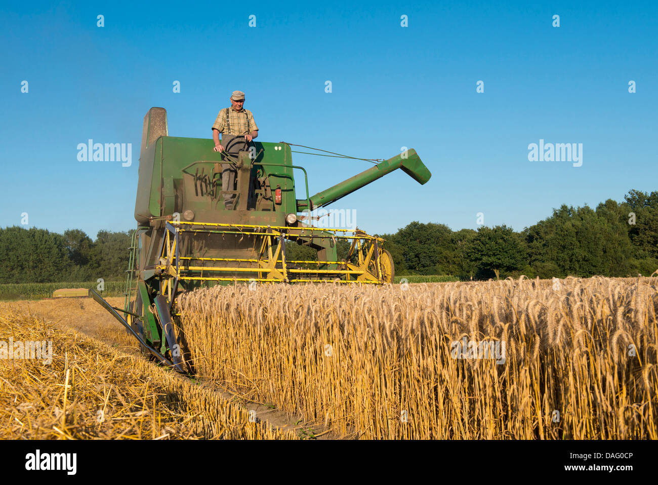 Vecchia trebbiatrice mietitrebbia nel campo di grano, Germania Foto Stock