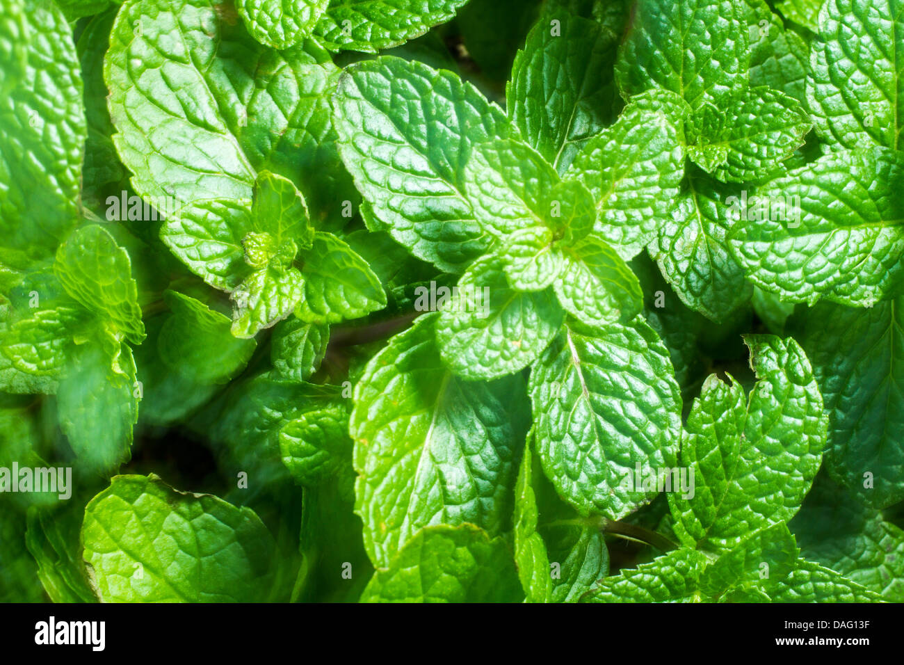 Foglie di menta fresca Foto stock - Alamy