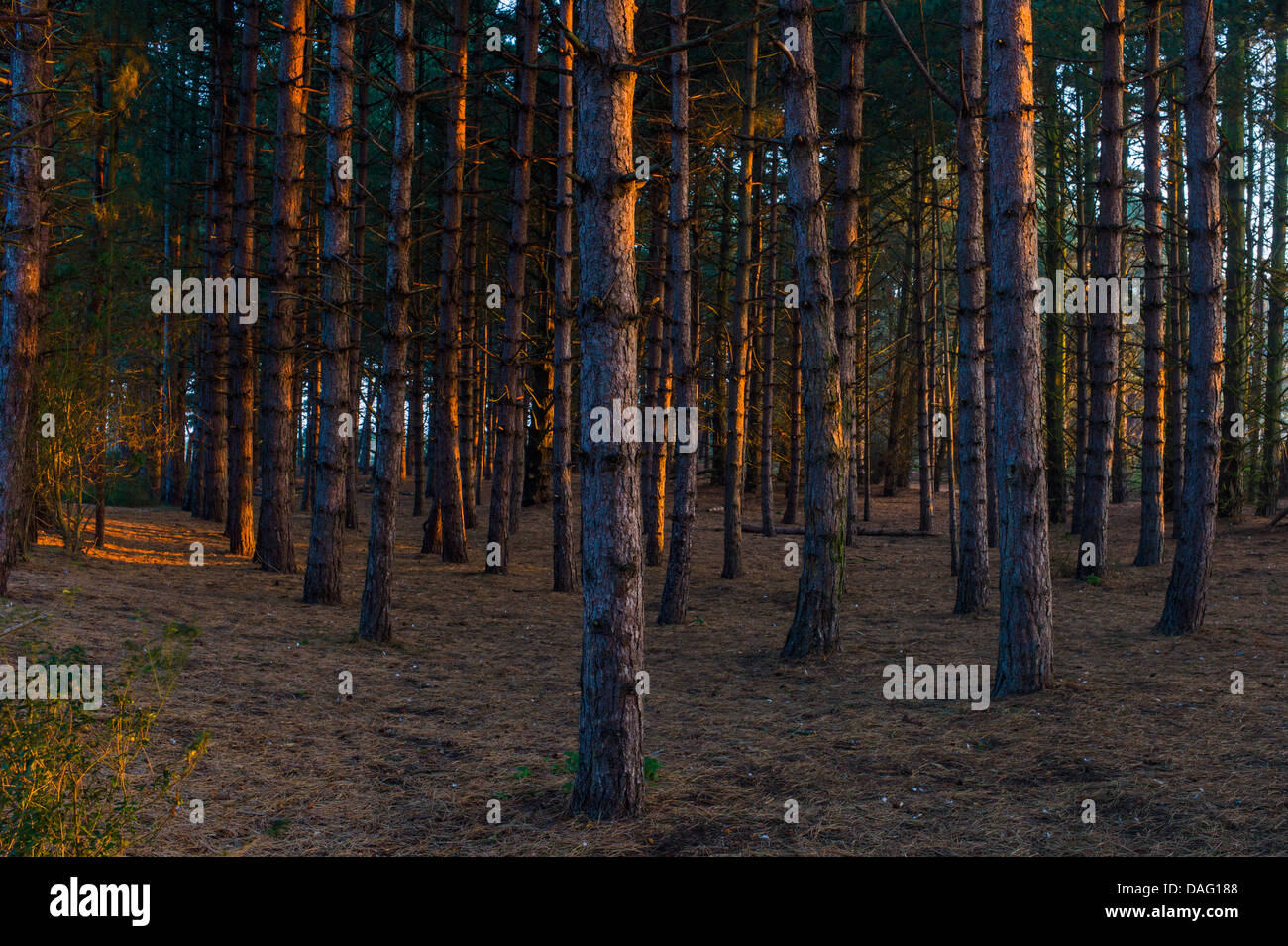 Alba nel bosco di pini di North Norfolk Foto Stock