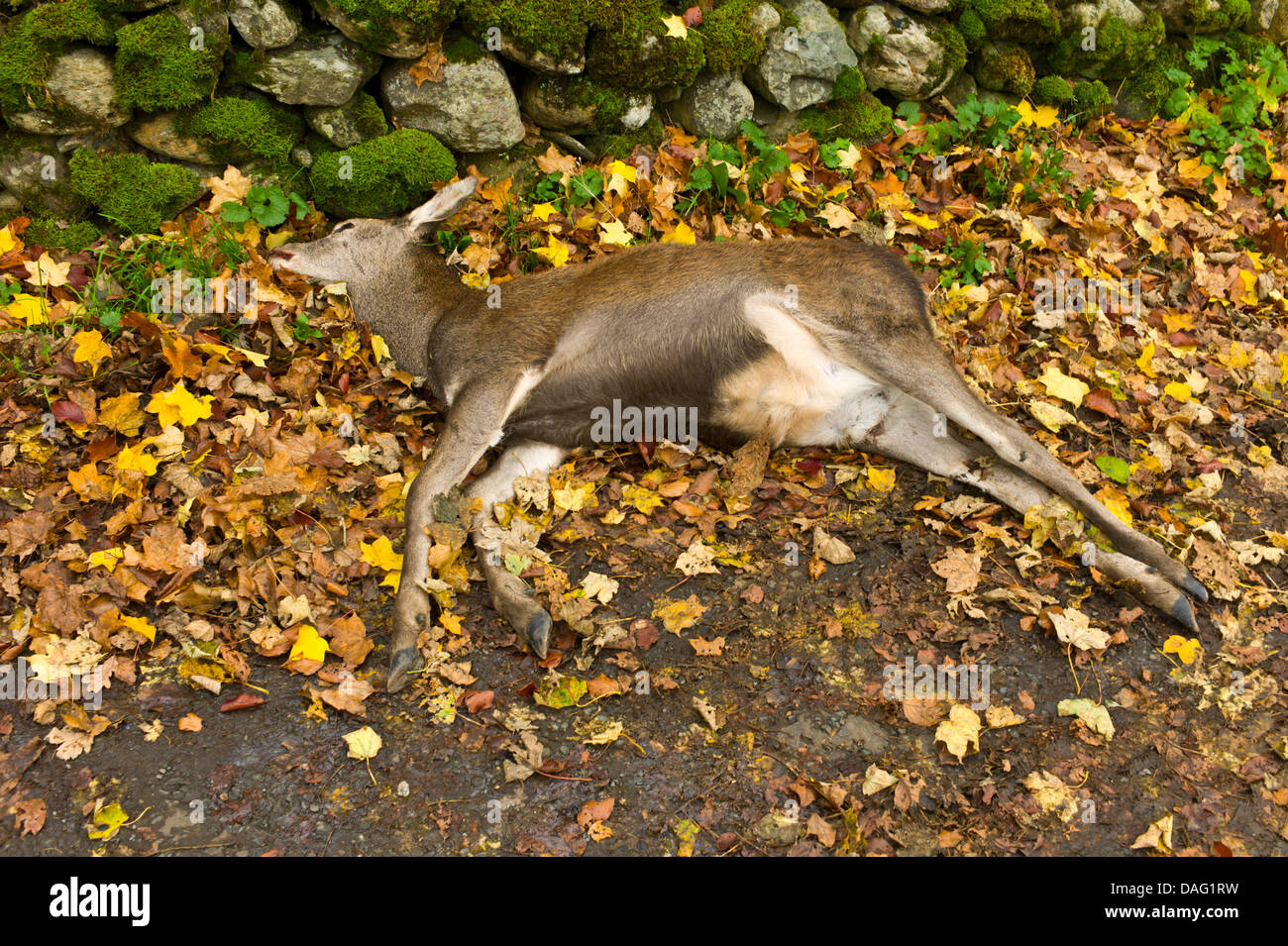 Il cervo morto al bordo della strada a Grasmere, Lake District. Foto Stock