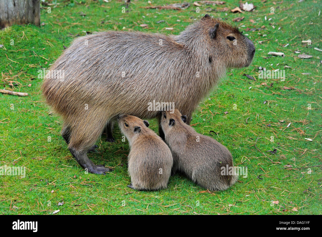 Capibara, carpincho (Hydrochaeris hydrochaeris, Hydrochoeris hydrochaeris), madre in piedi in un prato allattamento alcuni ragazzi Foto Stock