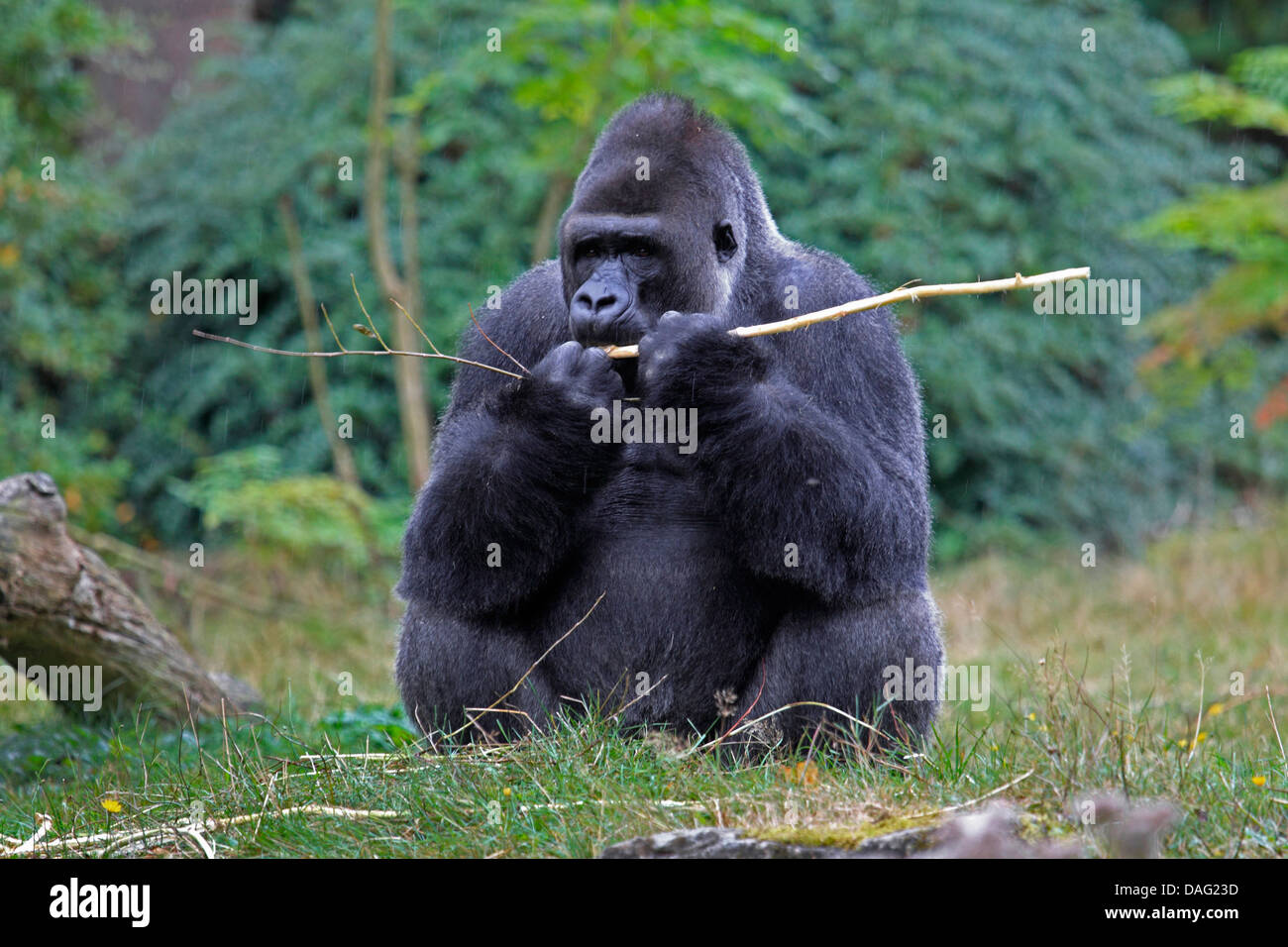 Pianura gorilla (Gorilla gorilla gorilla), seduti in un prato rosicchia la corteccia da un ramoscello Foto Stock