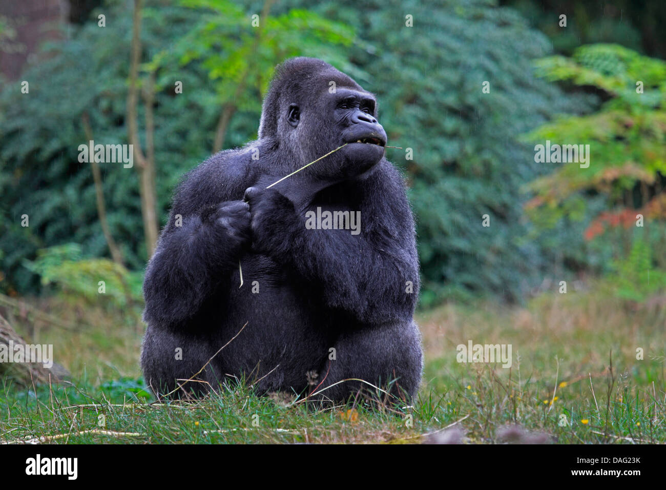 Pianura gorilla (Gorilla gorilla gorilla), seduti in un prato a masticare su una lama di erba Foto Stock