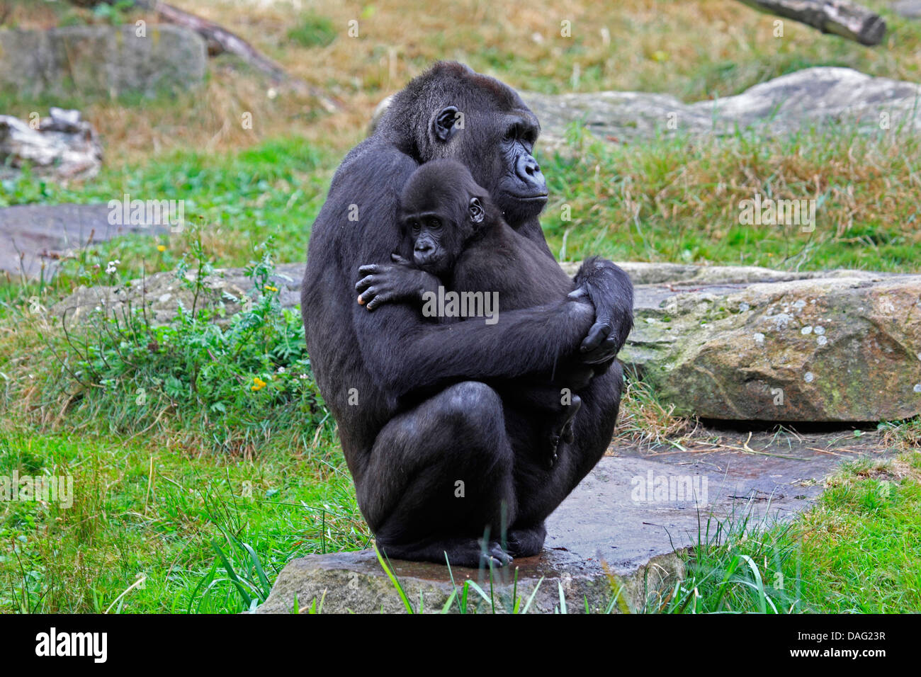 Pianura gorilla (Gorilla gorilla gorilla), seduto su una roccia in un prato con un bambino in braccio Foto Stock