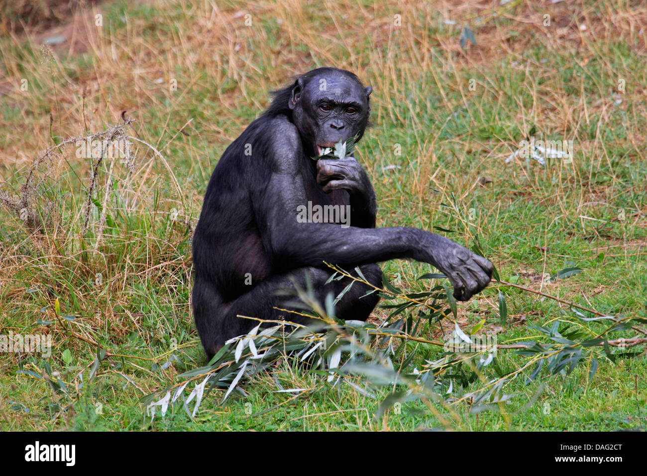 Bonobo, scimpanzé pigmeo (Pan paniscus), seduta in un prato di foglie di alimentazione da un strappato il ramo Foto Stock