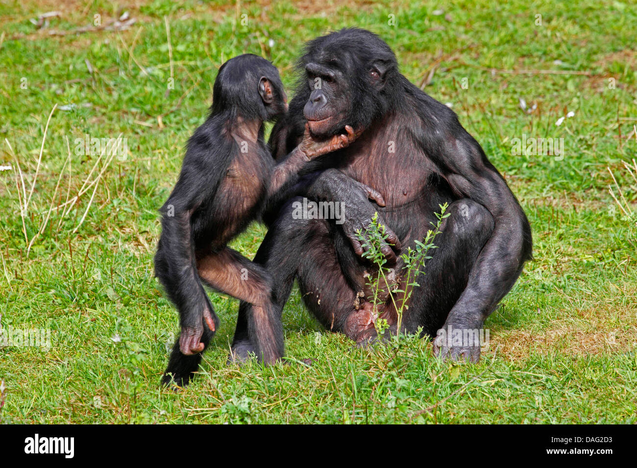 Bonobo, scimpanzé pigmeo (Pan paniscus), madre seduti in un prato con un bambino Foto Stock