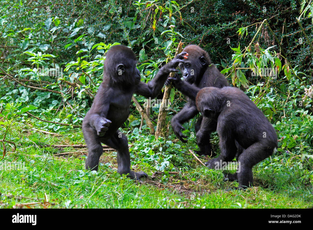 Pianura gorilla (Gorilla gorilla gorilla), tre ragazzi giocare in erba Foto Stock