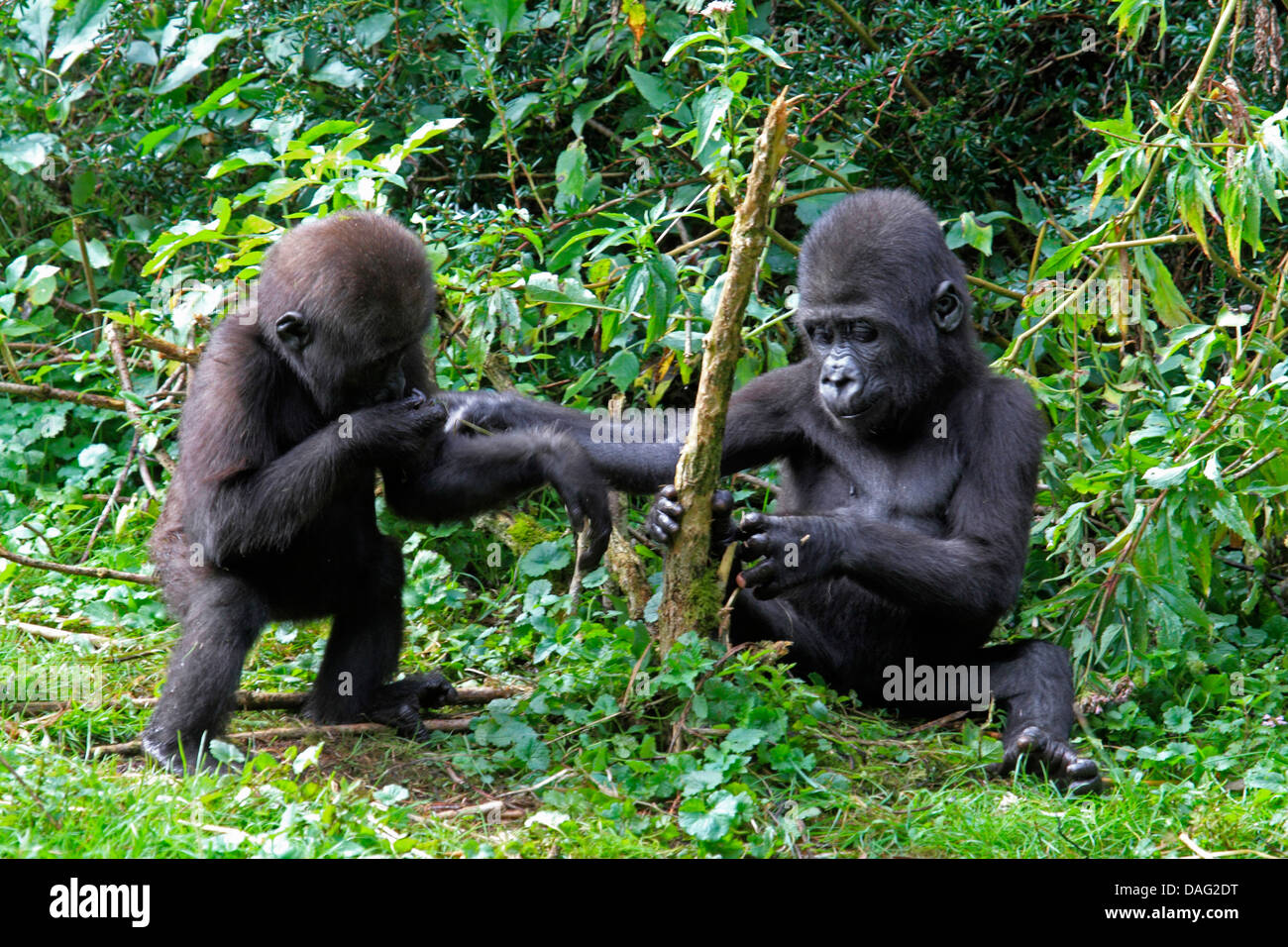Pianura gorilla (Gorilla gorilla gorilla), due ragazzi giocare in erba Foto Stock