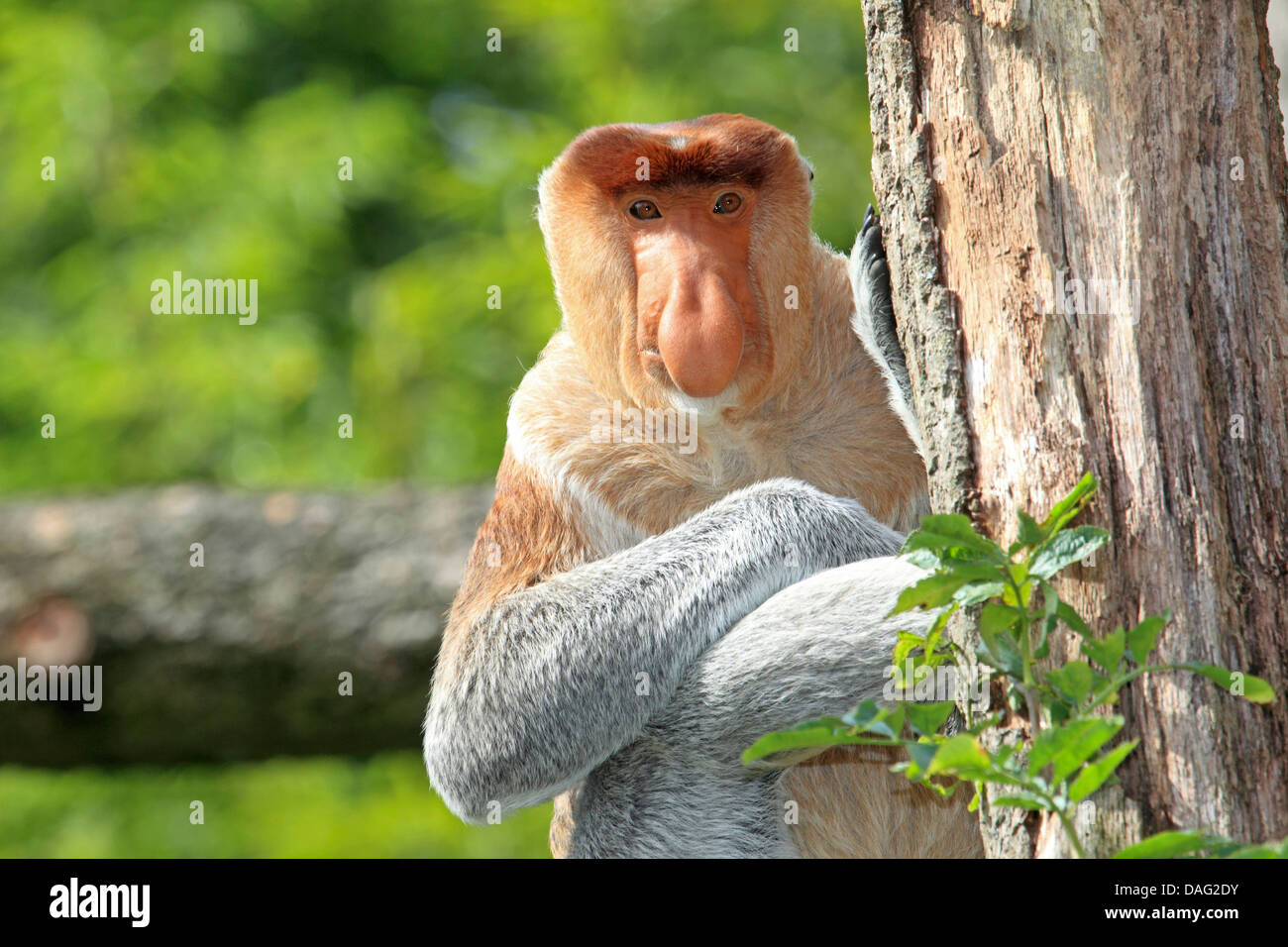 Proboscide di scimmia (Nasalis larvatus), maschile seduto su una struttura ad albero Foto Stock