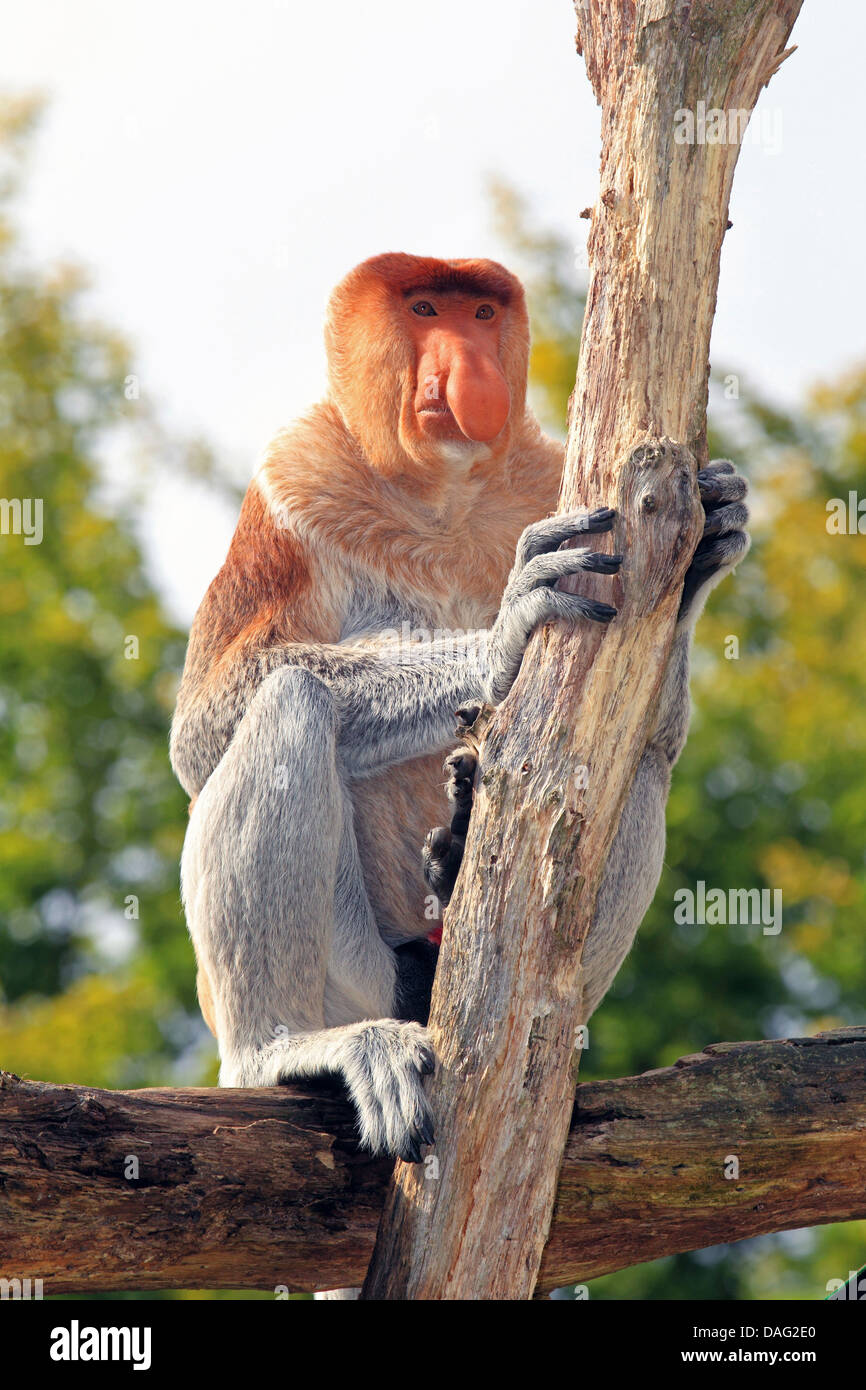 Proboscide di scimmia (Nasalis larvatus), maschile seduto su una struttura ad albero Foto Stock