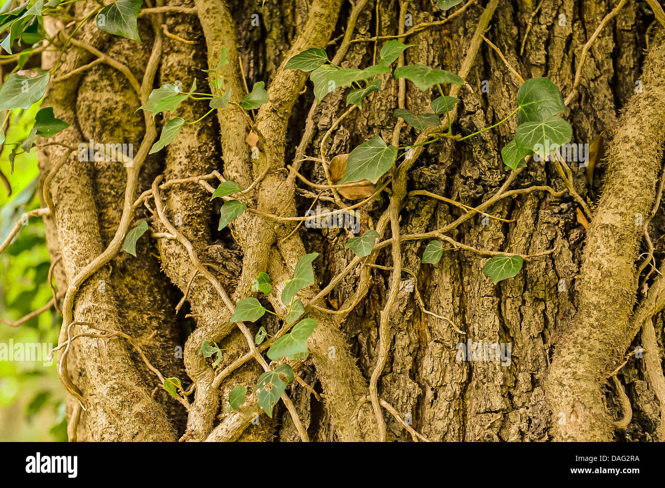 English ivy, comune edera (Hedera helix), i gambi spessi in corrispondenza di un tronco di quercia, in Germania, in Renania settentrionale-Vestfalia Foto Stock