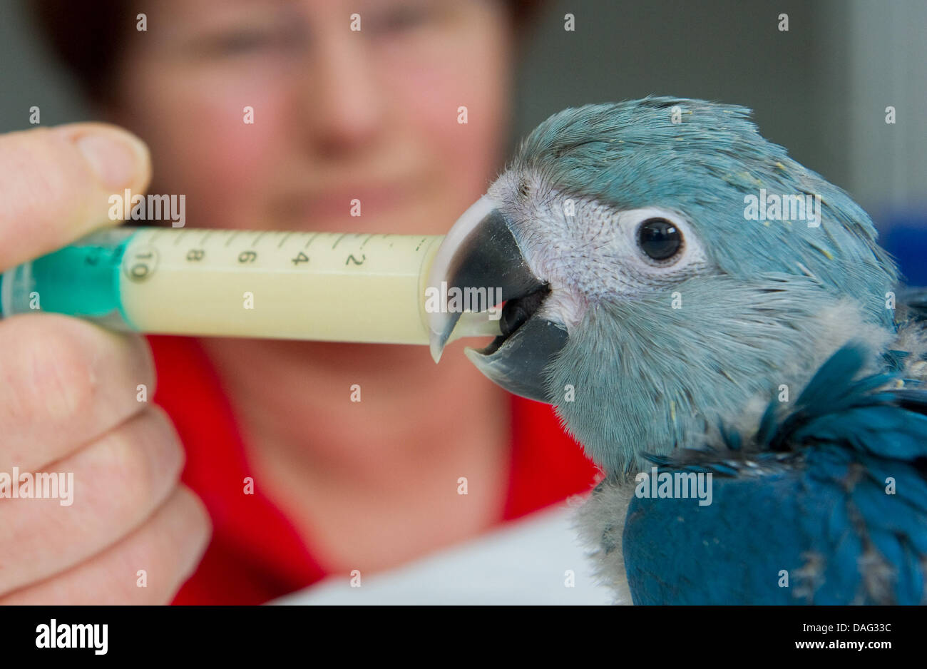 La foto mostra il pappagallo allevatore Baerbel Sydow alimentando il Spix-Ara Kiki, a Chorin, Germania il 14 marzo 2011. Con un bang ha iniziato l'anno per la "Associazione per la conservazione delle specie in pericolo dei Pappagalli in Schoeneiche, in gennaio due pappagalli tratteggiate. Secondo l'associazione sono il primo Spix-Aras allevati in cattività in tutto il mondo. Foto: Patrick Pleul Foto Stock