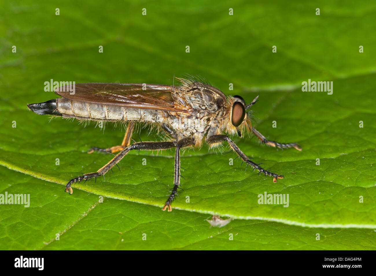 Golden-tabbed Robber Fly (Eutolmus rufibarbis), femmina, Germania Foto Stock