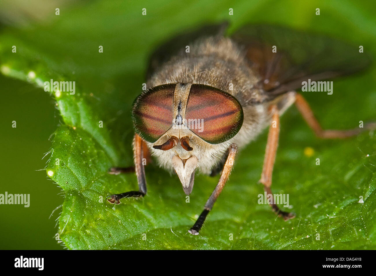 Horsefly, Horse-fly (Hybomitra distinguenda), il Portrait Foto Stock