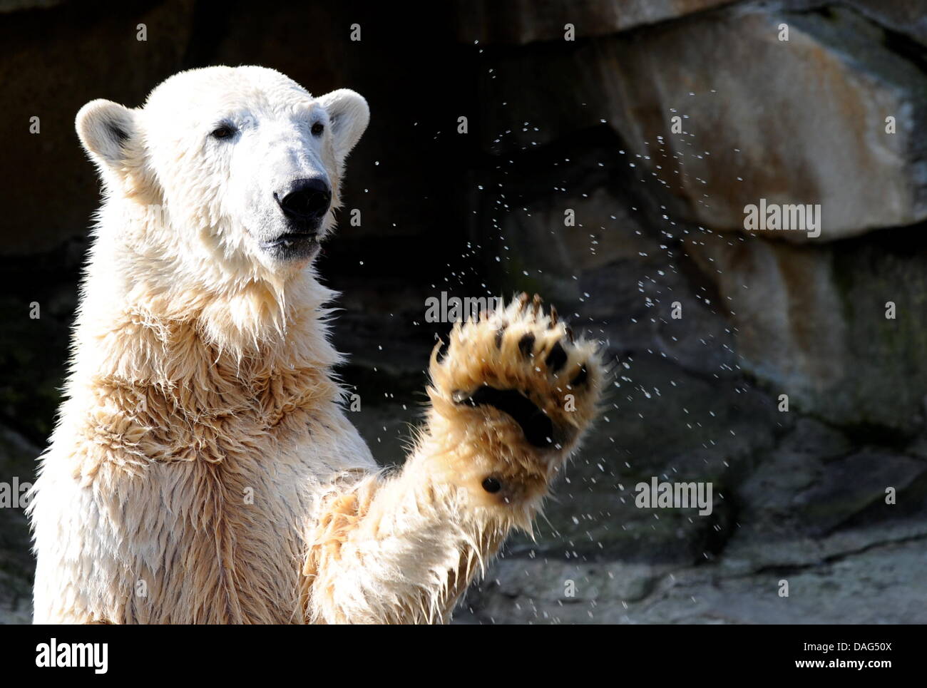 (File) - Un file di dpa foto datata 23 marzo 2010 mostra amato orso polare Knut facendo un tuffo presso lo zoo di Berlino in Germania. Lo zoo di recare expert Heiner Kloes ha riferito che i quattro-anno-vecchio orso polare crollò e morì di cause sconosciute nel suo composto il 19 marzo 2011. Knut era uno degli zoo di tutte le principali attrazioni e popolare con i berlinesi e stranieri. Foto: Alina Novo Foto Stock