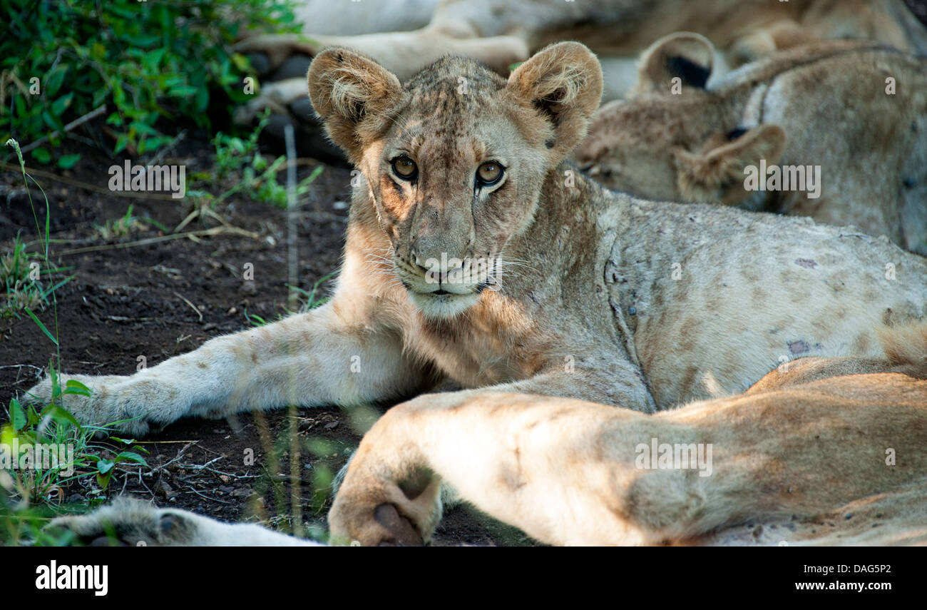 I Lions in appoggio al calore del sole del pomeriggio. South African Game Reserve. Foto Stock