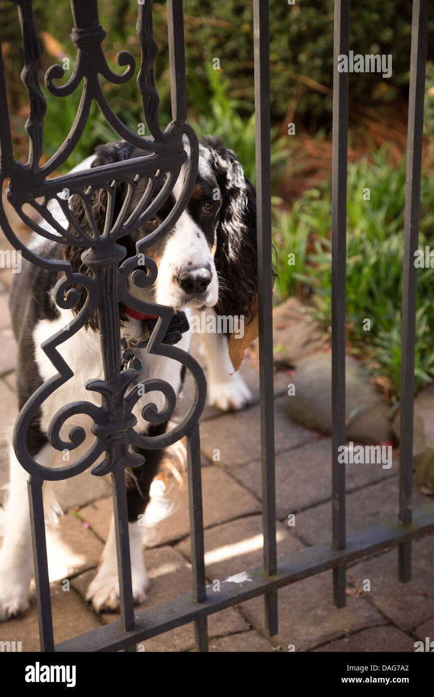 Springer Spaniel cane sta dietro il cancello, STATI UNITI D'AMERICA Foto Stock
