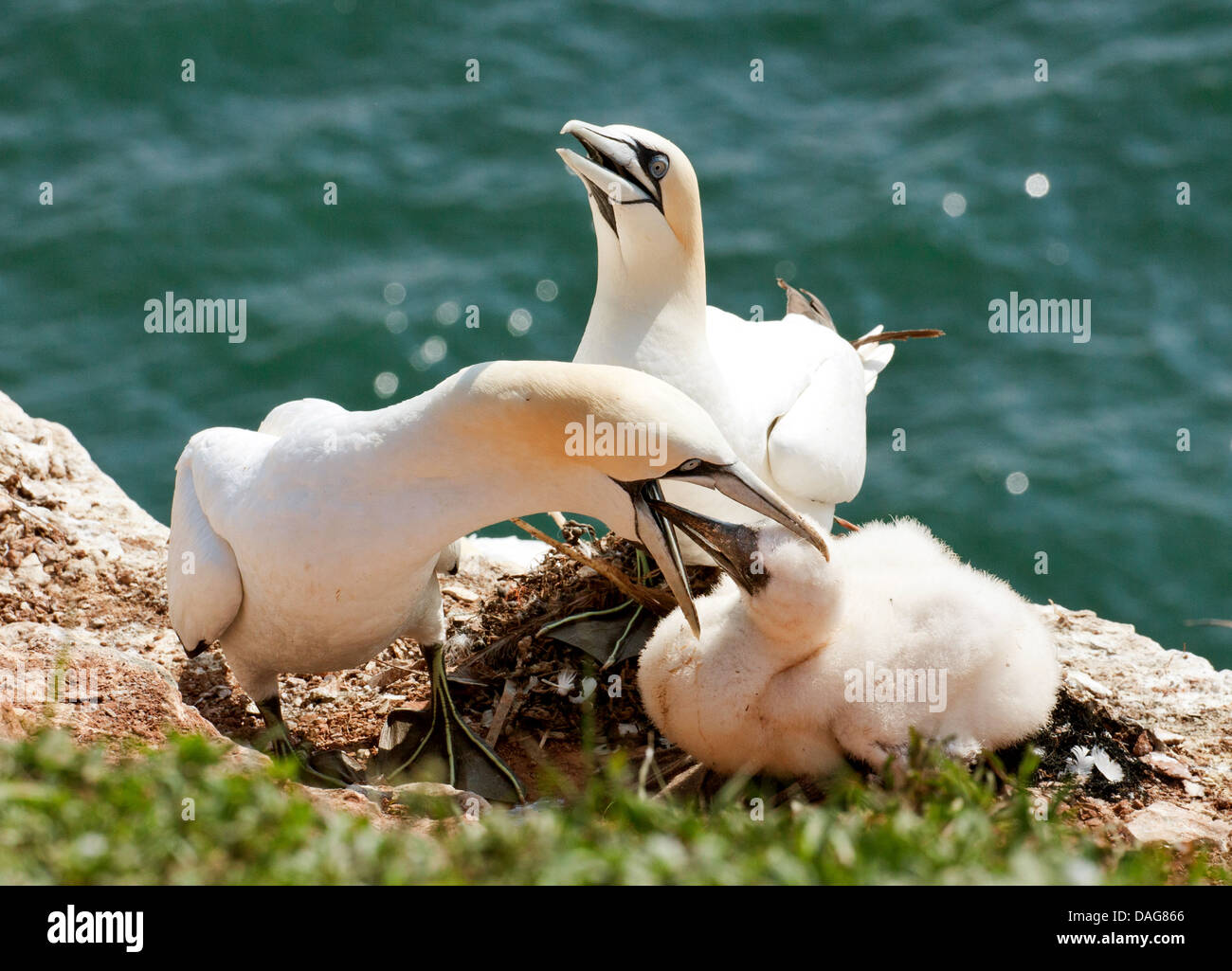 Northern gannet (Sula bassana, Morus bassanus), alimentando al nido, Germania, Schleswig-Holstein, Isola di Helgoland Foto Stock