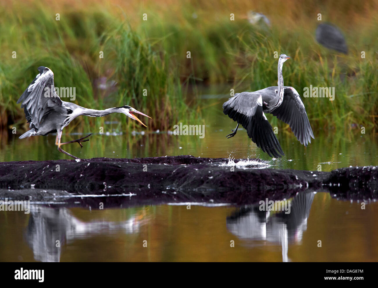 Airone cinerino (Ardea cinerea), di due uccelli combattere su un po' di rock isola in un lago, Norvegia, Troms, Tromsoe, Prestvannet Foto Stock