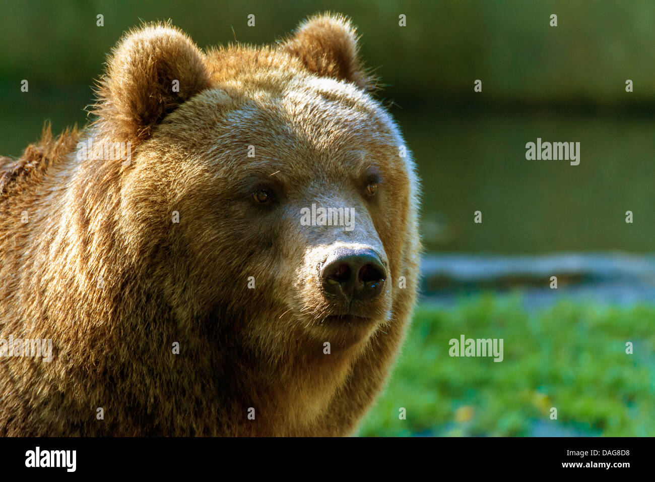 La Kamchatka orso bruno, l'orso bruno (Ursus arctos beringianus), ritratto, Germania Foto Stock