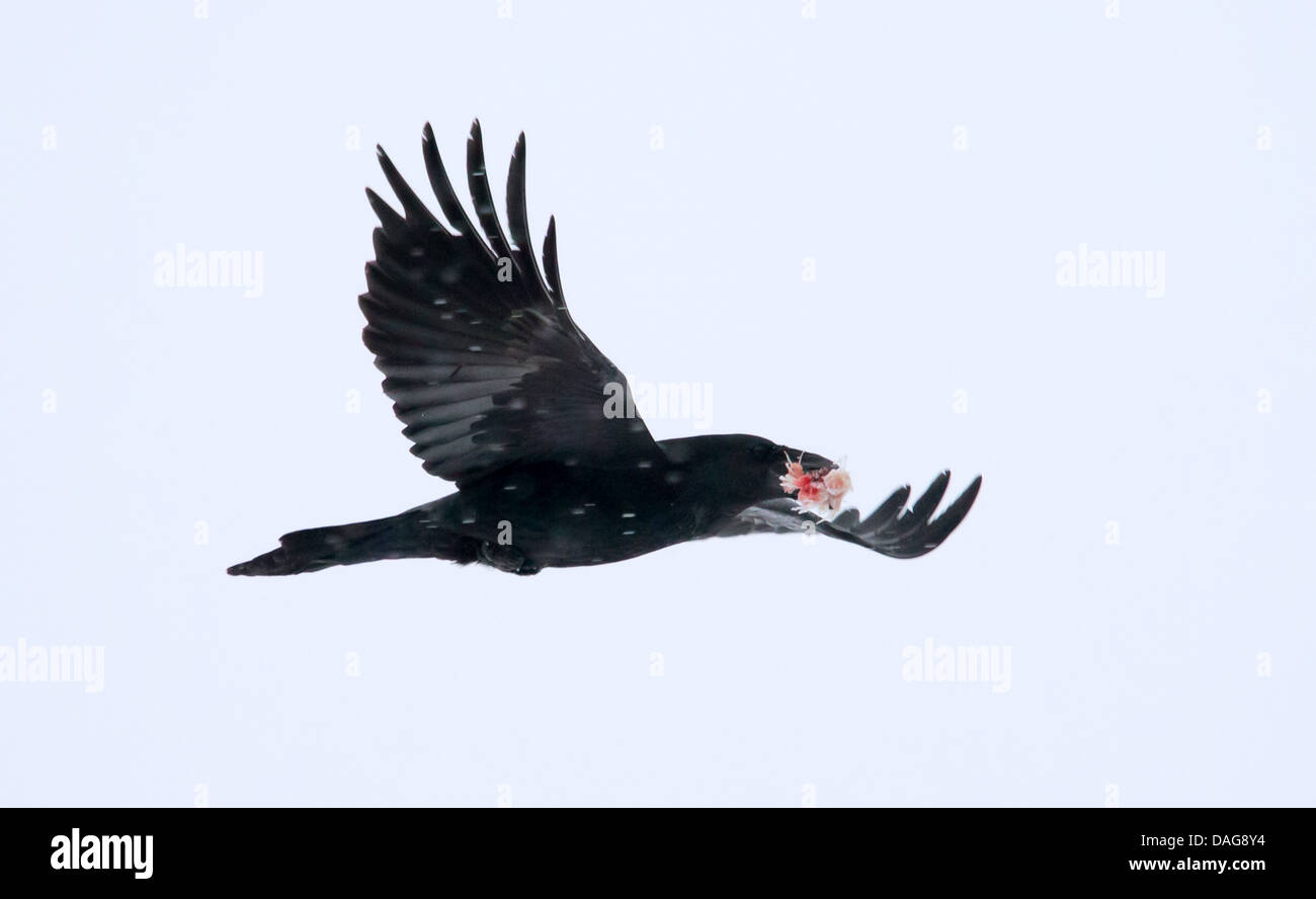 Comune di corvo imperiale (Corvus corax), Raven in volo con i foraggi nel becco, STATI UNITI D'AMERICA, Alaska, Chilkat aquila calva preservare Foto Stock