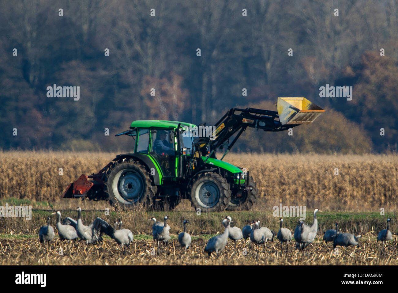 Comune, Gru Gru eurasiatica (grus grus), pullulano nella parte anteriore del trattore e coppia campo di mais nella zona di appoggio Oppenweher Moor, Germania, Bassa Sassonia, Oppenwehe Foto Stock