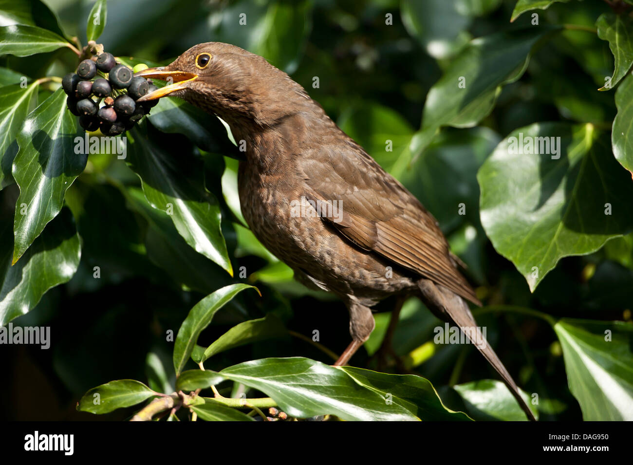 Merlo (Turdus merula), femmina alimentazione su ivy bacche, in Germania, in Renania settentrionale-Vestfalia Foto Stock