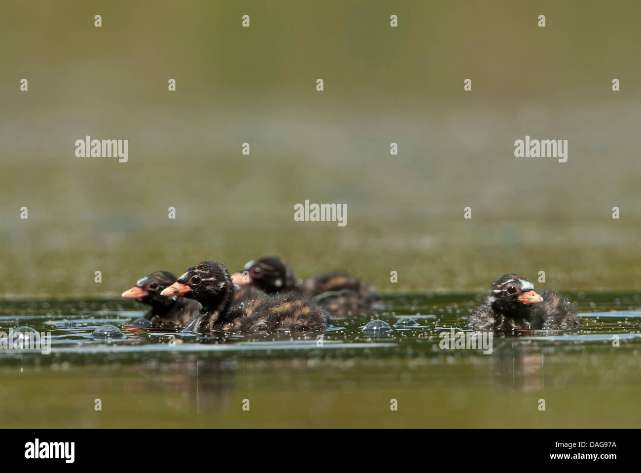 Tuffetto (Podiceps ruficollis, Tachybaptus ruficollis), 2-3 più deboli vecchio squeakers nuoto, in Germania, in Renania settentrionale-Vestfalia Foto Stock