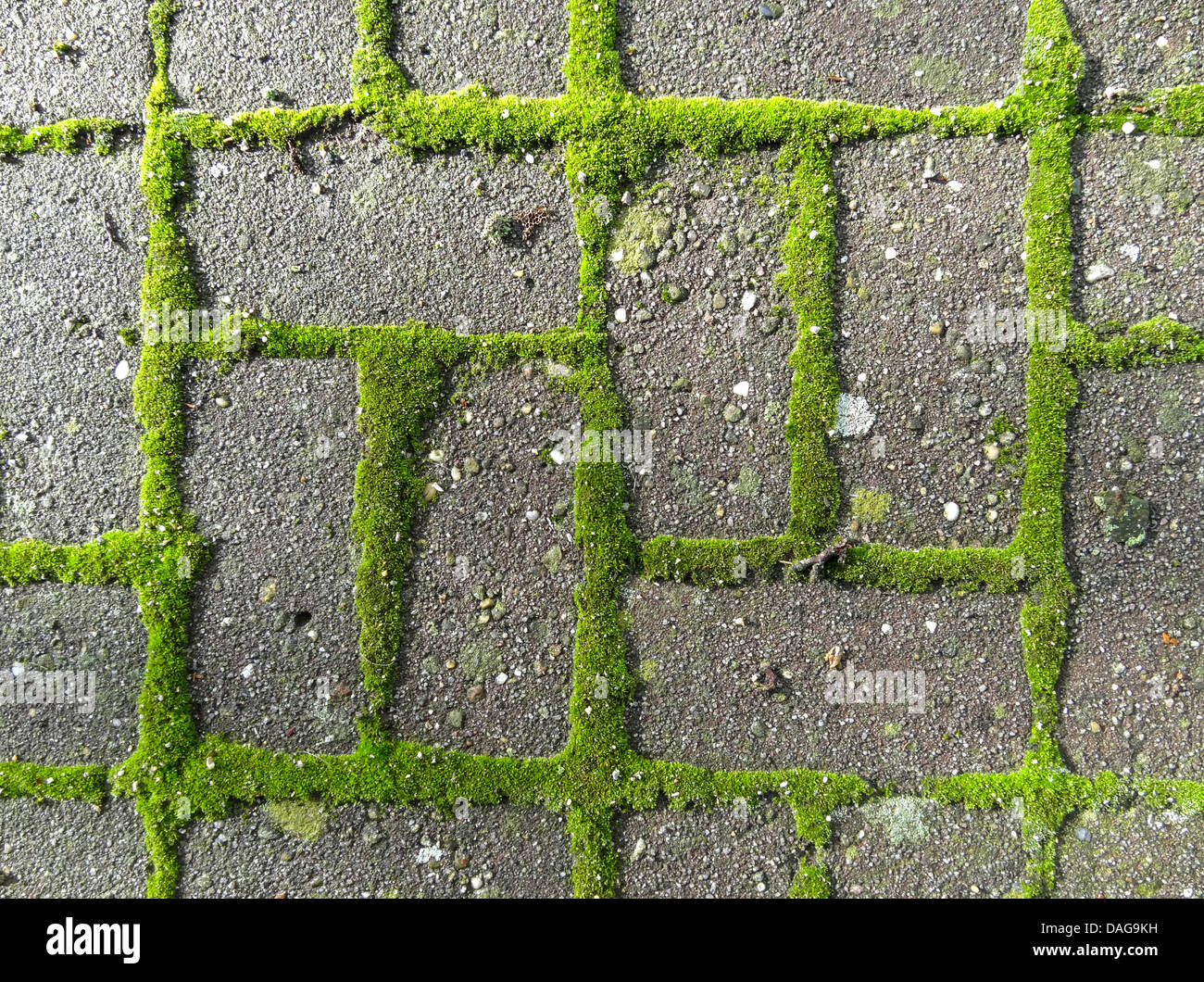 Moss su area di parcheggio, Germania, Bassa Sassonia Foto Stock