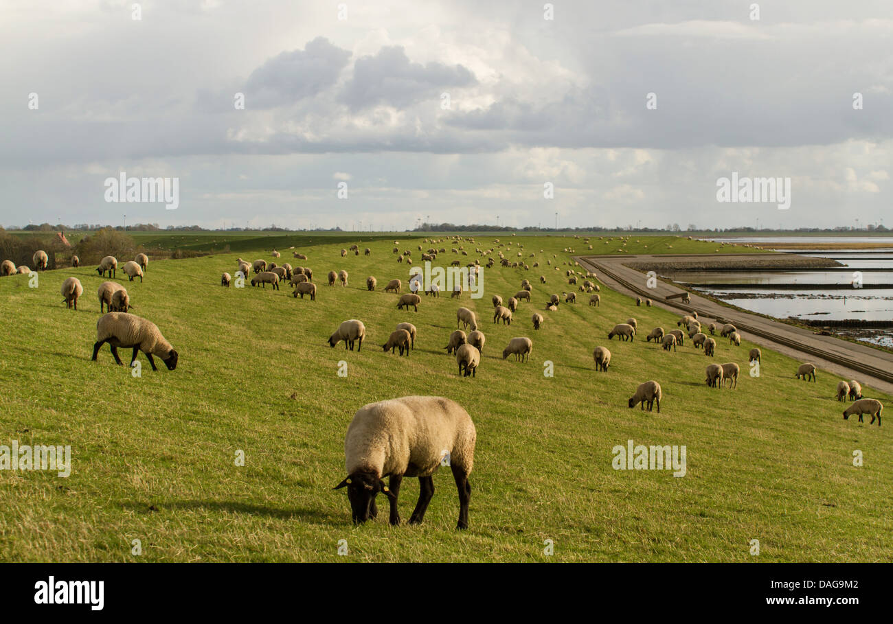 Gli animali domestici delle specie ovina (Ovis ammon f. aries), gregge di pecore navigando sulla diga nel Leybucht, Germania, Bassa Sassonia, Bassa Sassonia il Wadden Sea National Park, Frisia orientale Foto Stock