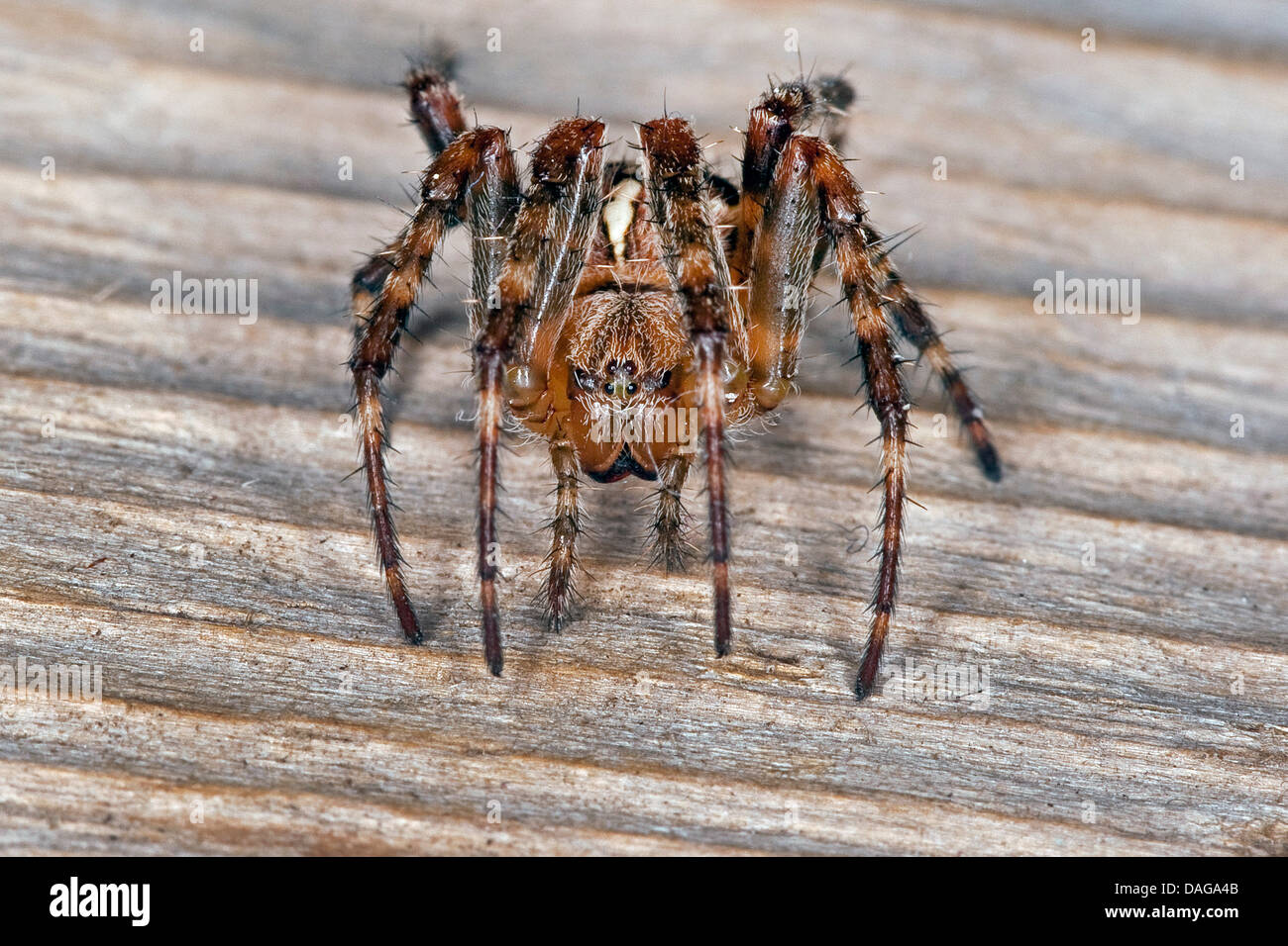 Croce orbweaver, giardino europeo spider, cross spider (Araneus diadematus), seduti su deadwood, Germania Foto Stock